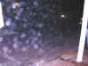 Finde2002CuerCE_107.JPG (90691 bytes)