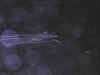 Finde2002CuerCE_109.JPG (61819 bytes)